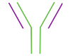 Icon of a Y-shaped antibody molecule