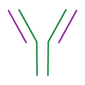 Antibody icon