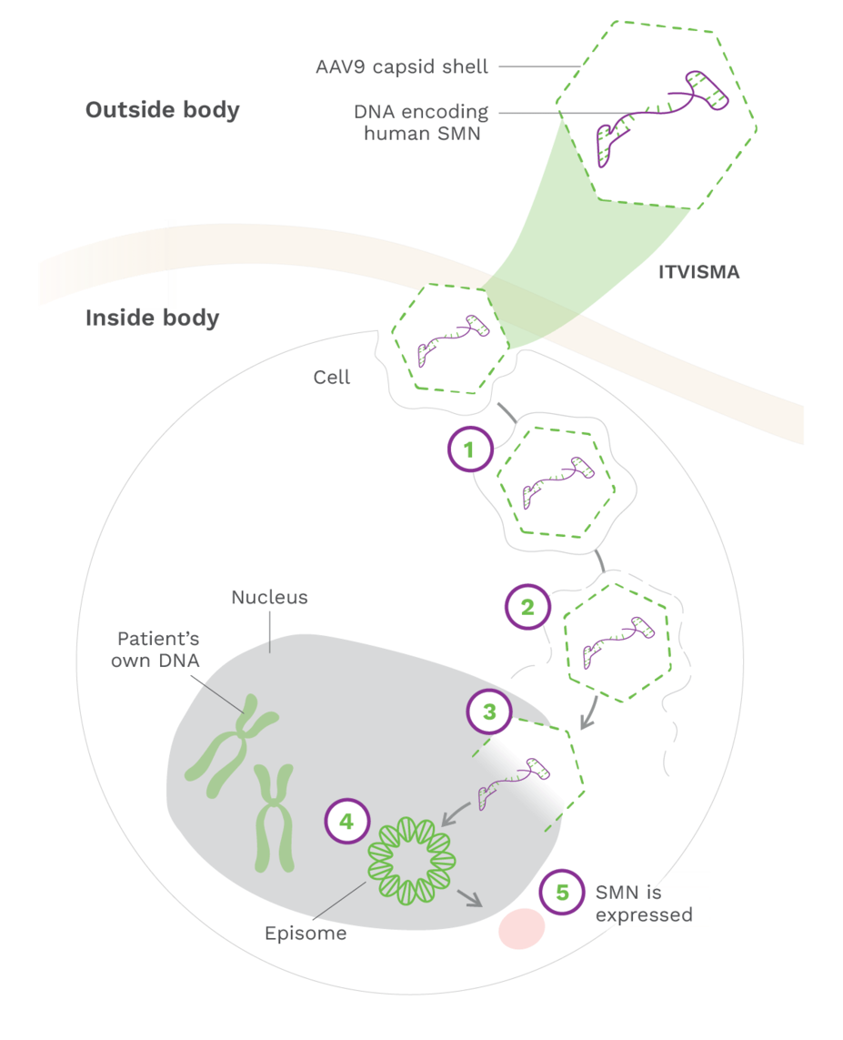 The mechanism of action for ITVISMA