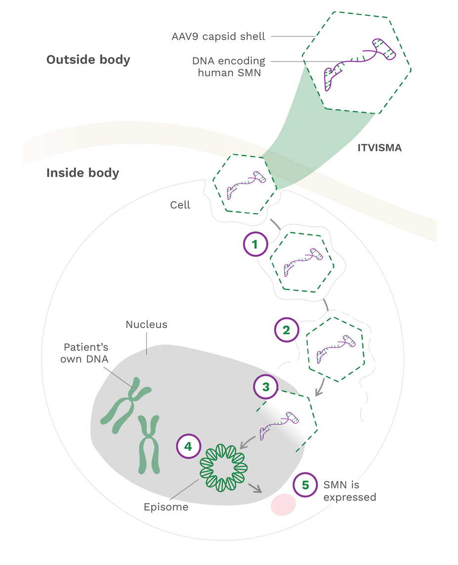 The mechanism of action for ITVISMA